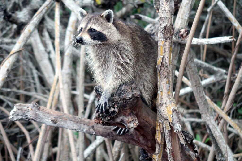 can you own a raccoon in florida