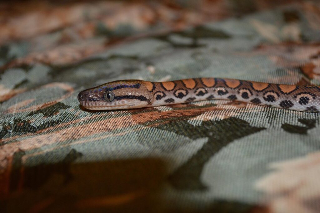 rainbow brazilian boa