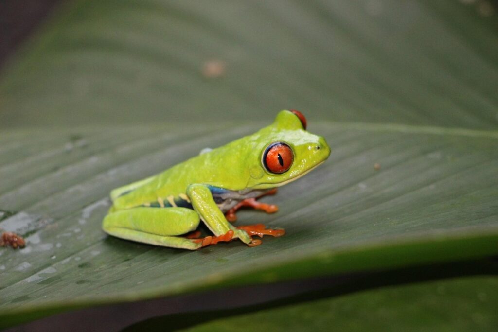 red eye tree frog