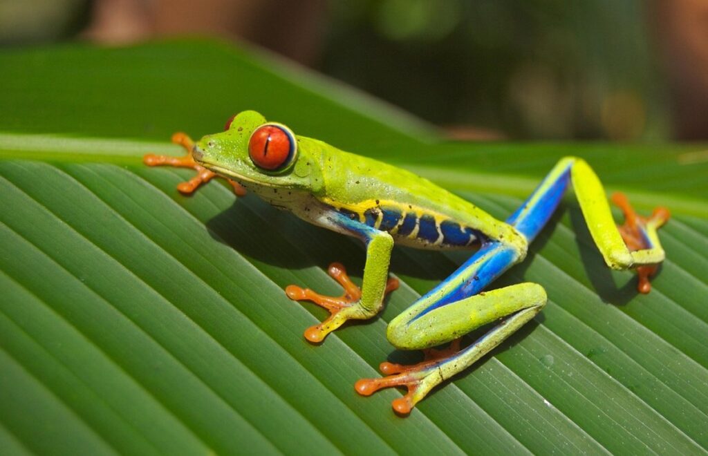 red-eyed tree frog