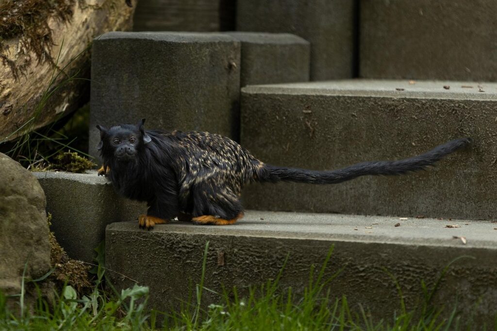 red handed tamarin pet