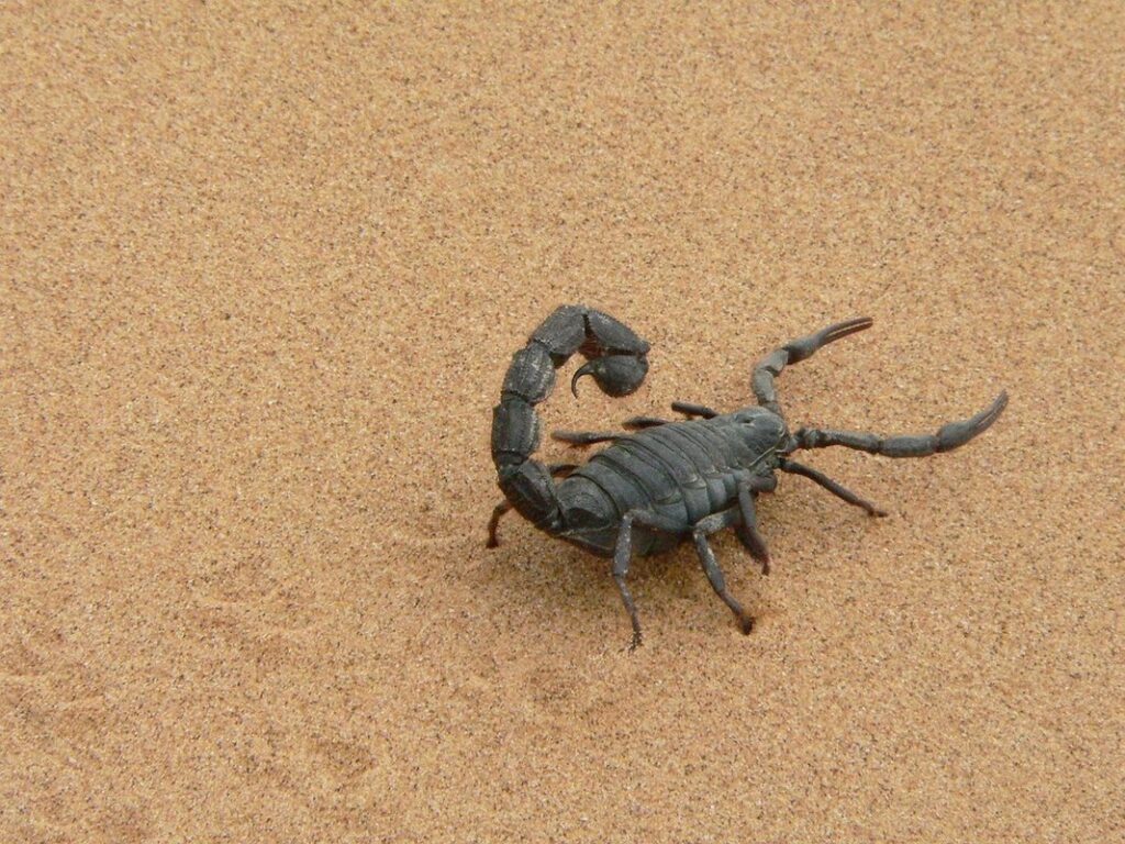 red clawed scorpion care