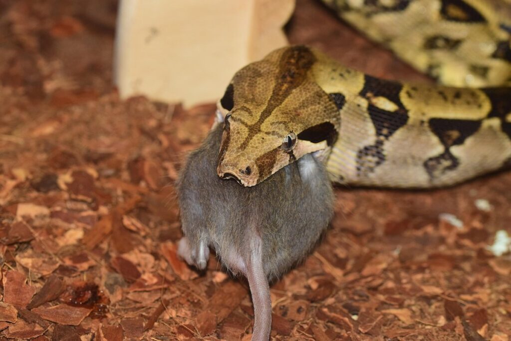 red tail boa
