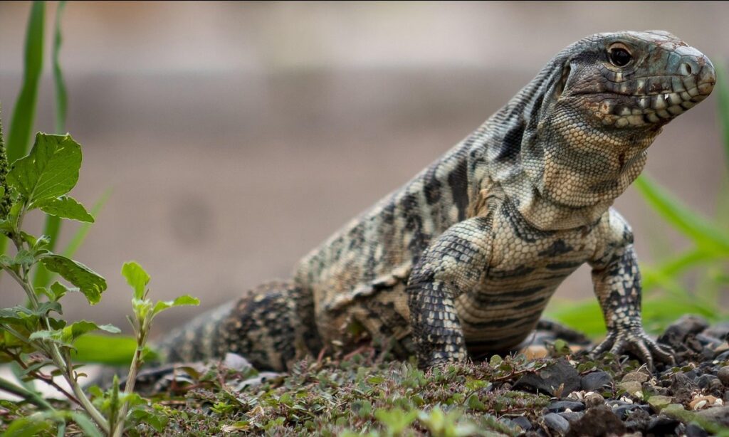 red tegu