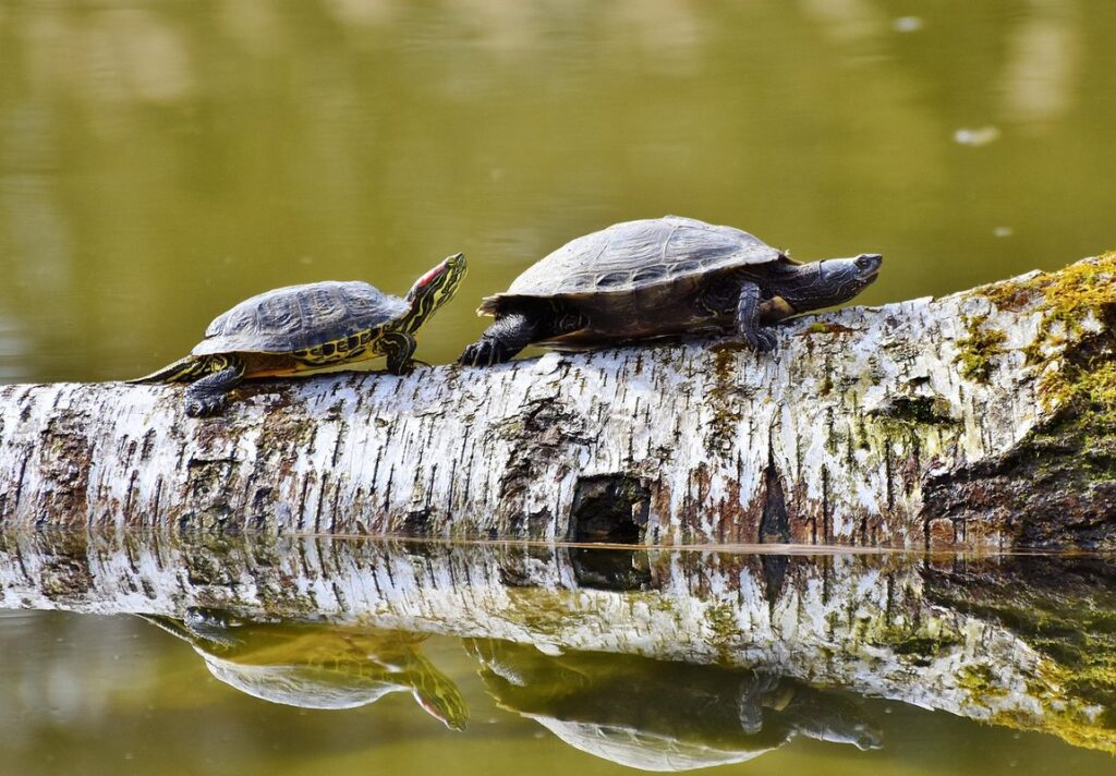 redfoot tortoise lifespan