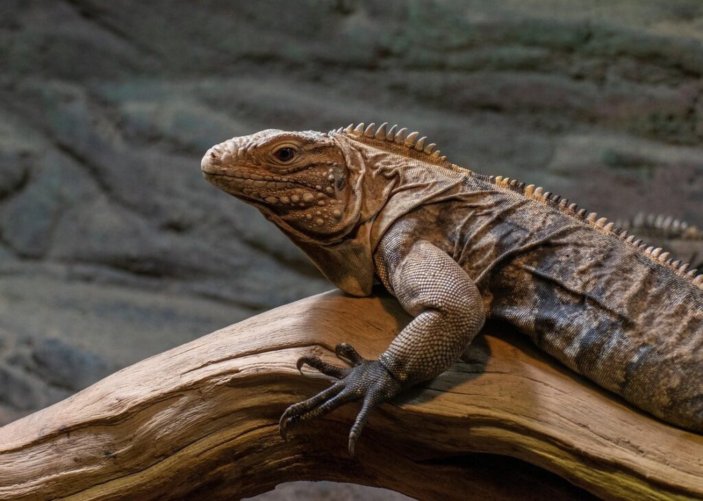 reptile basking needs