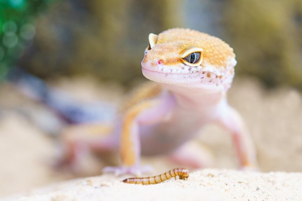 reptile pet disease management