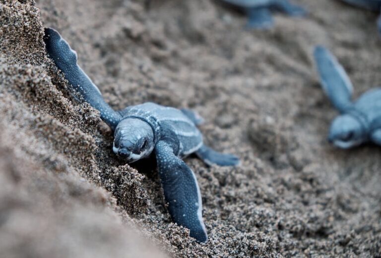reptile stores rhode island information