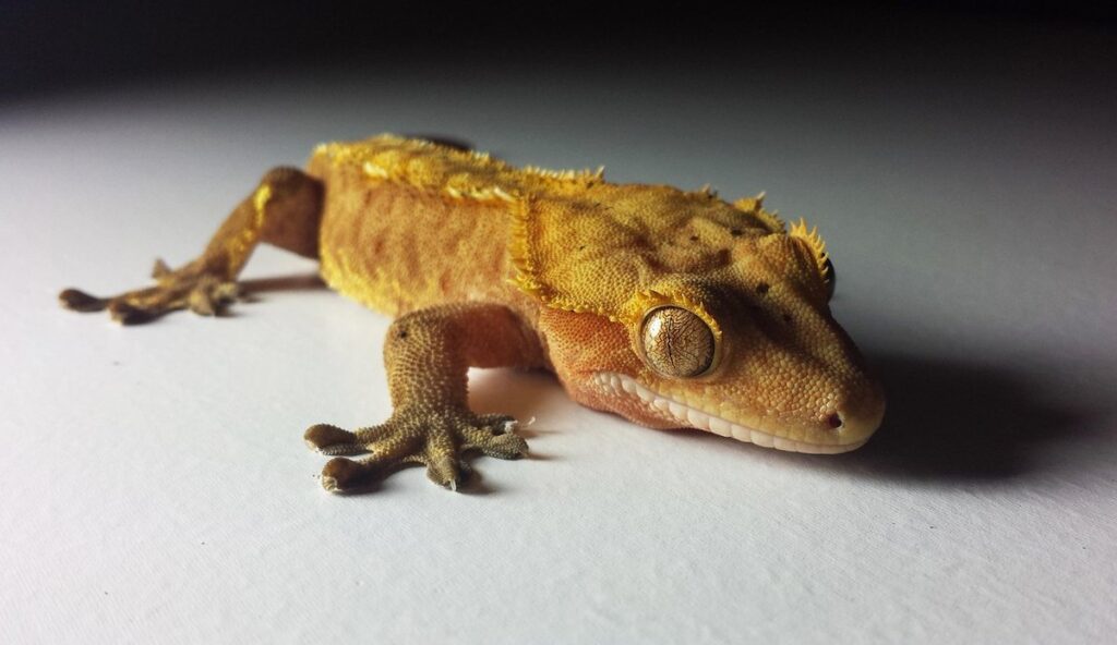 rhacodactylus chahoua