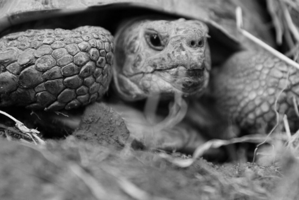 russian tortoise supplies