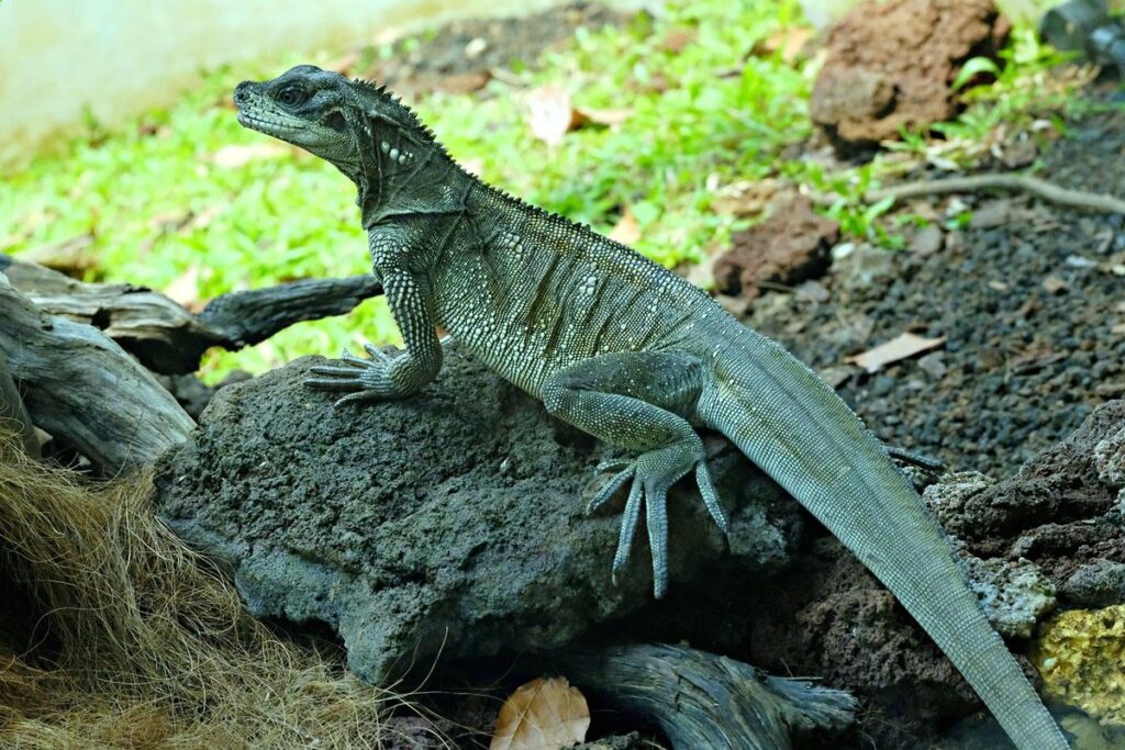 full grown sailfin dragon