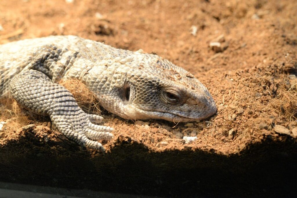 caring for a savannah monitor