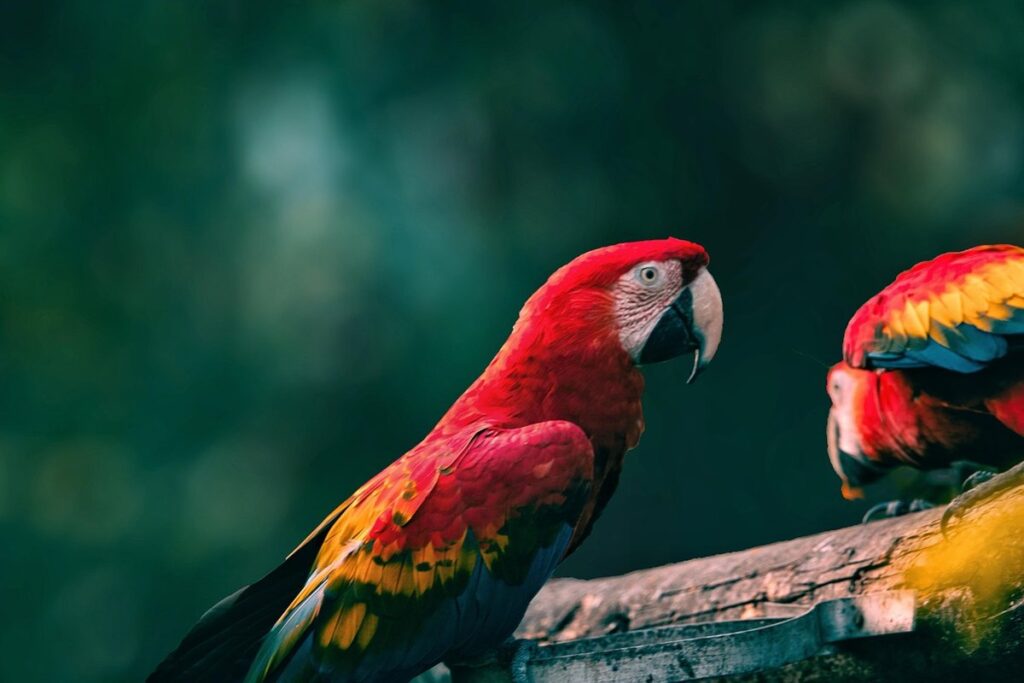 scarlet kingsnake