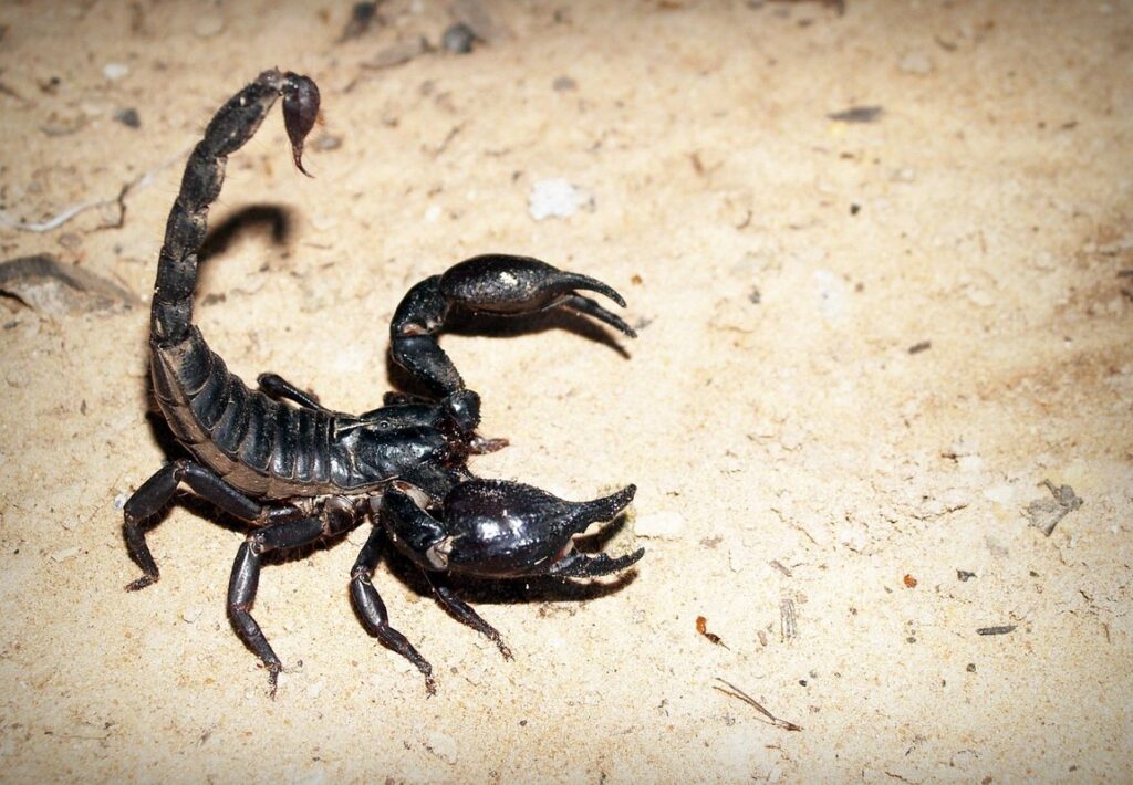 scorpion habitat preferences
