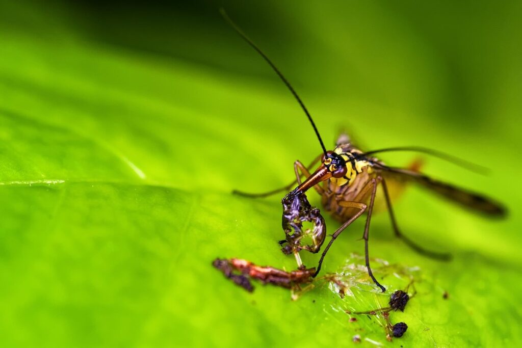 what do scorpians eat