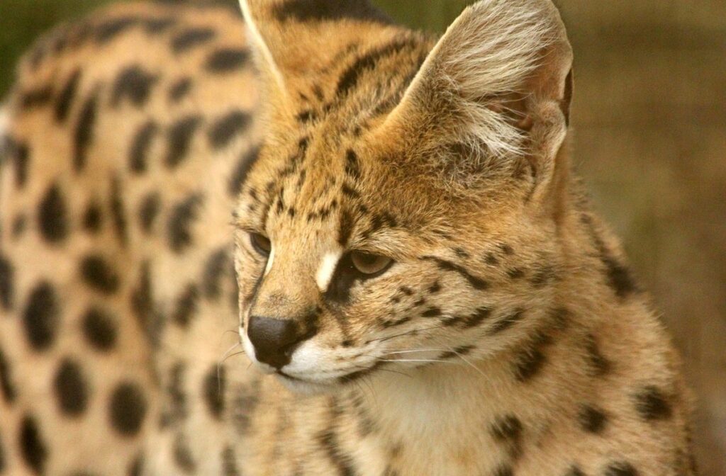serval cat diet