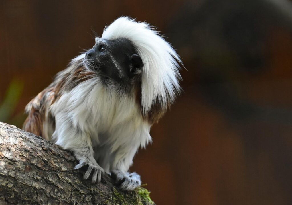 small exotic mammal behavior