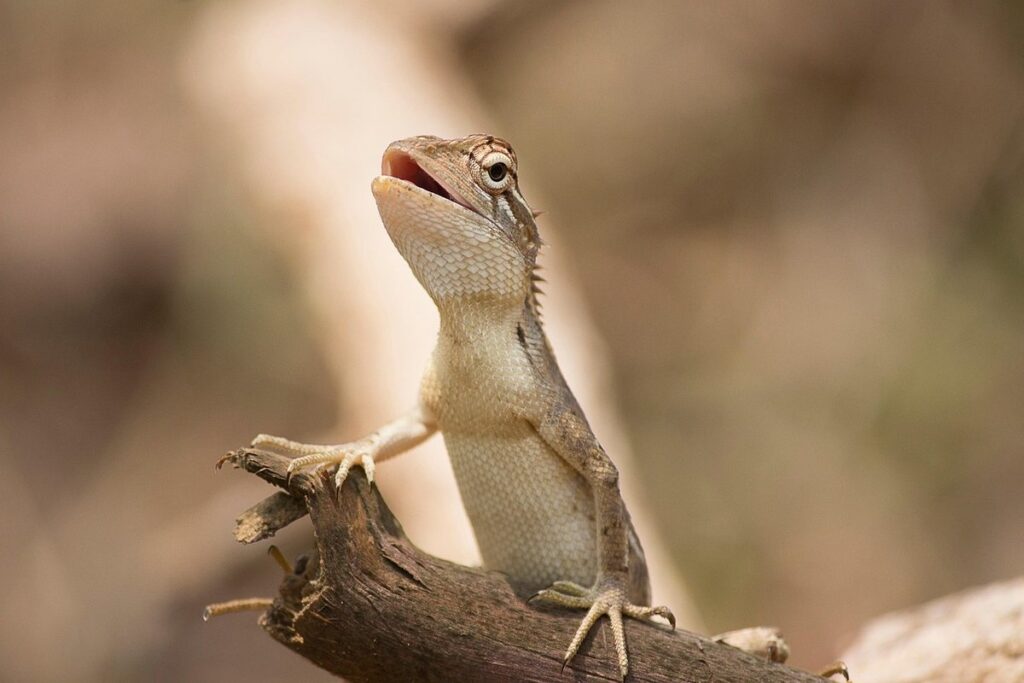 small lizard pets