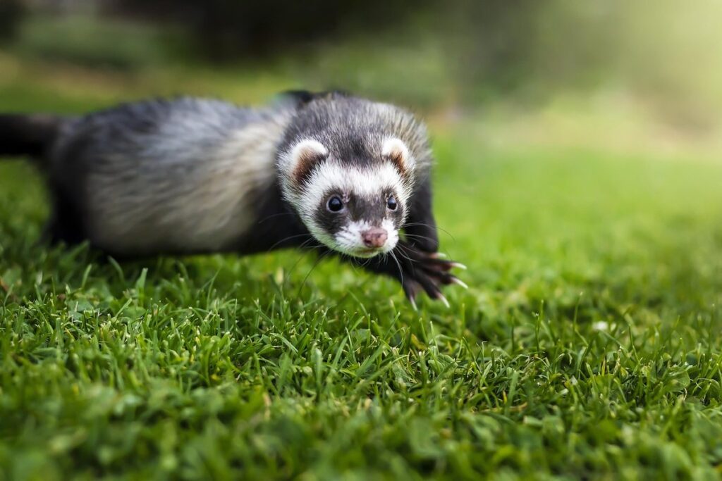 small mammal activity patterns