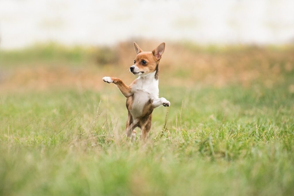 small mammal enrichment activities