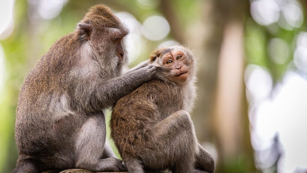 small mammal grooming needs