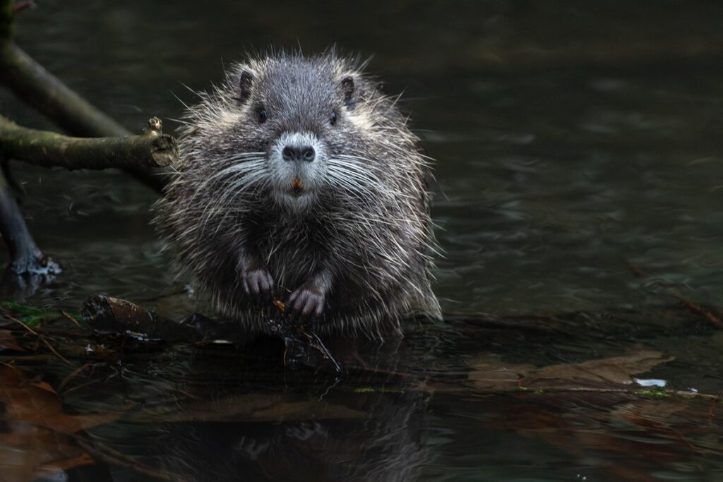 small mammal habitat safety