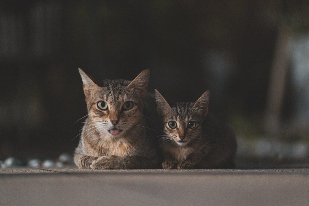 small mammal socialization tips