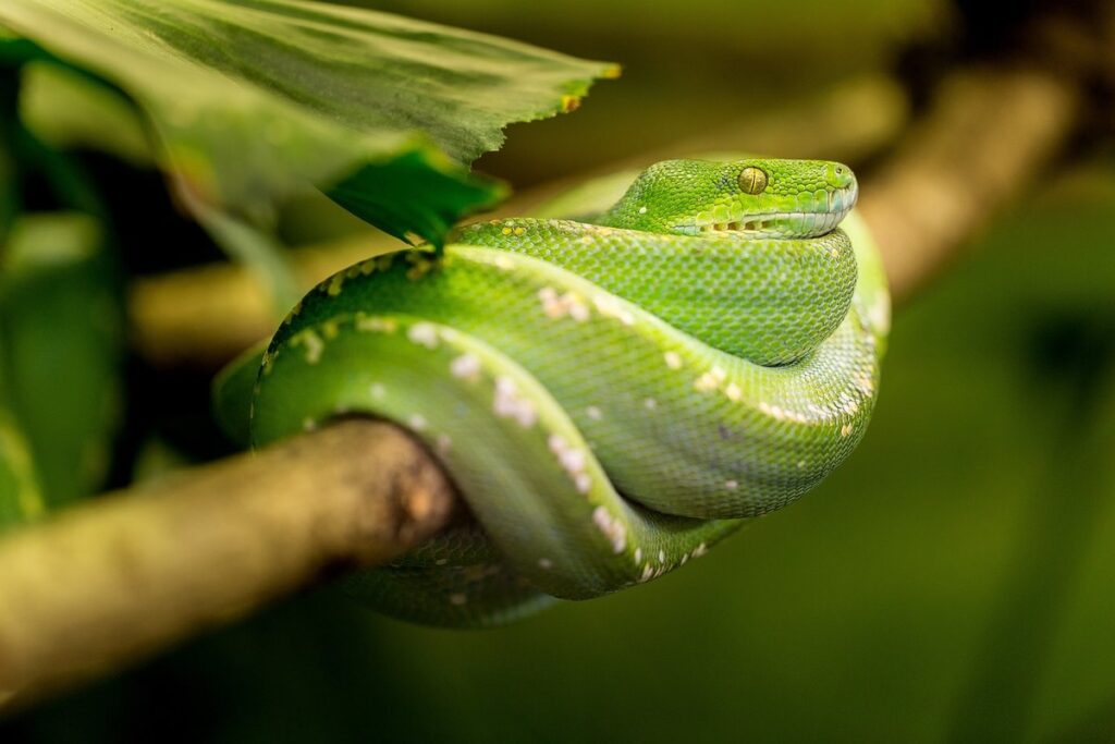 snake habitat decor