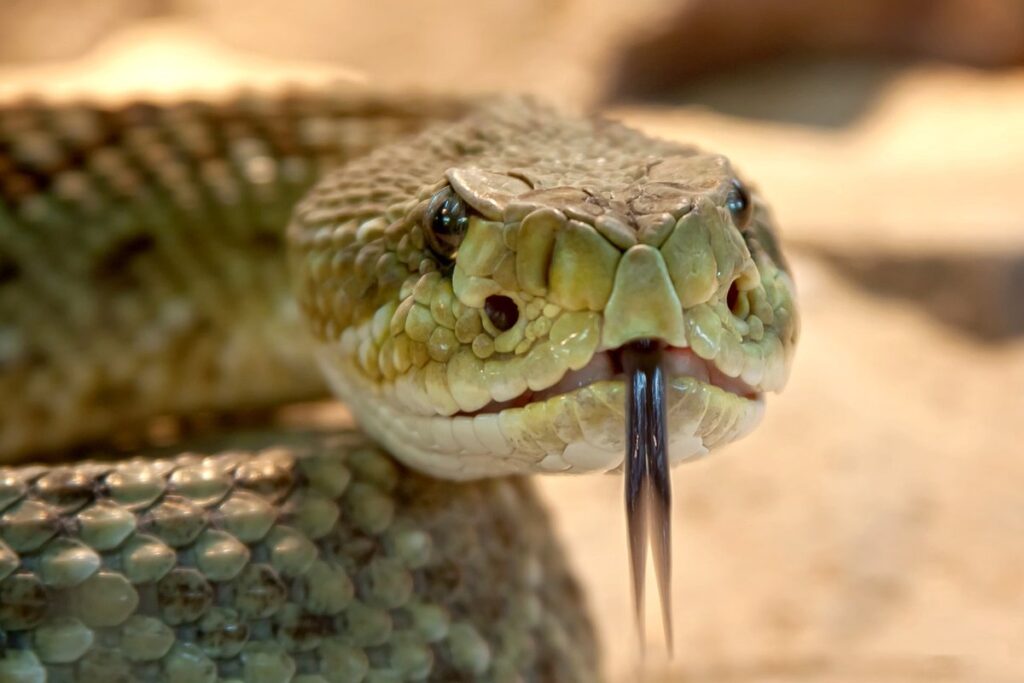snake red tongue
