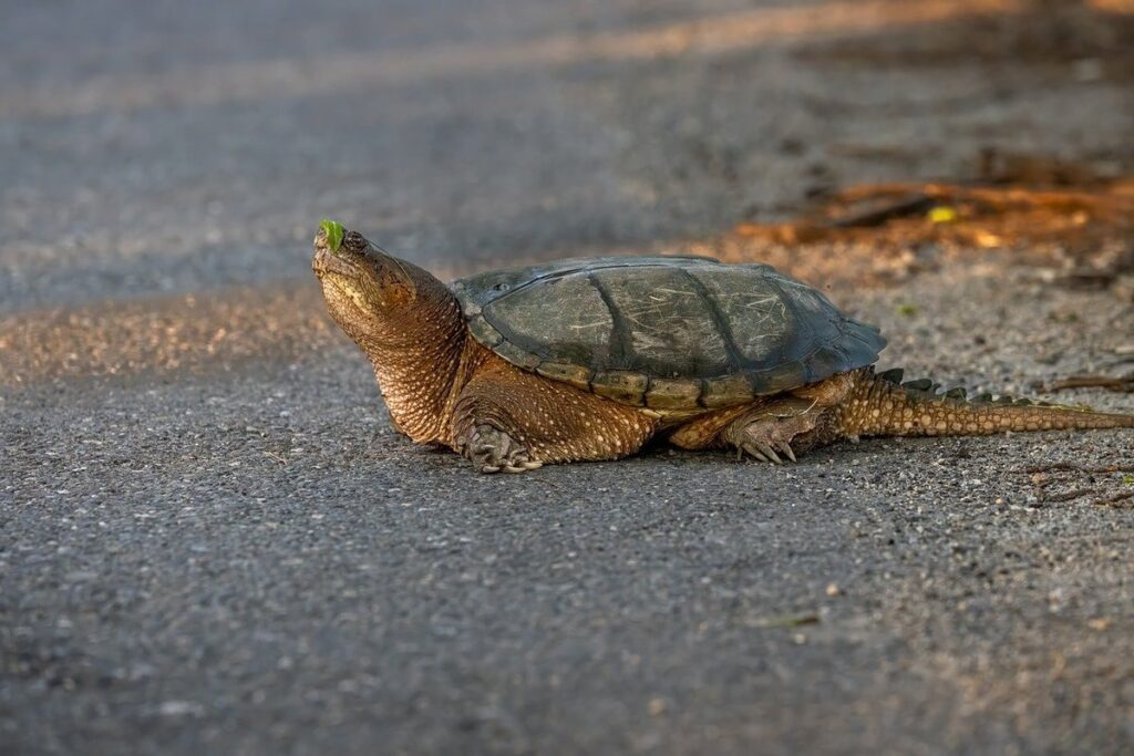 how to care for a snapping turtle