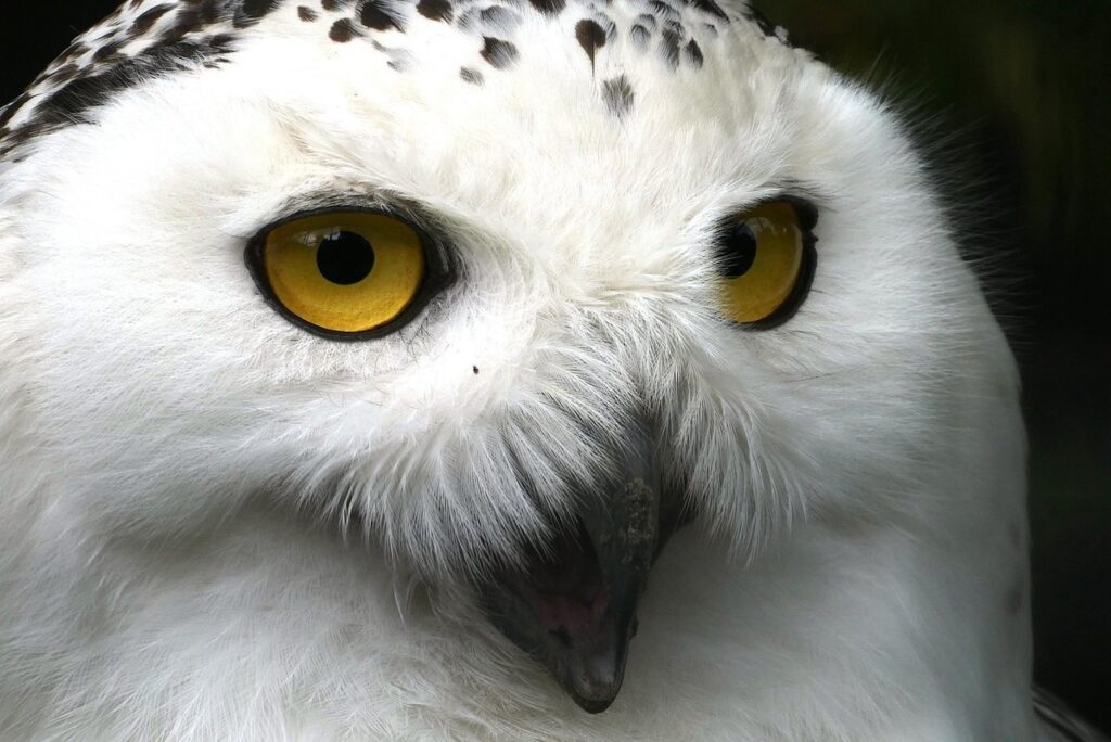 snowy owl as an exotic pet