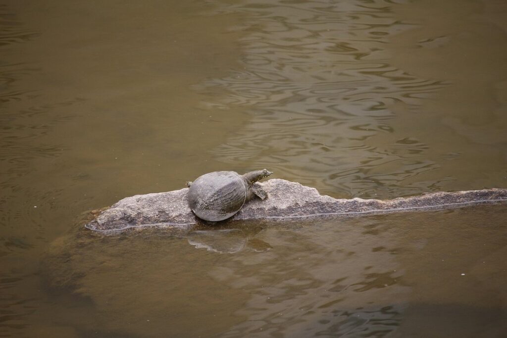 soft shelled sea turtle