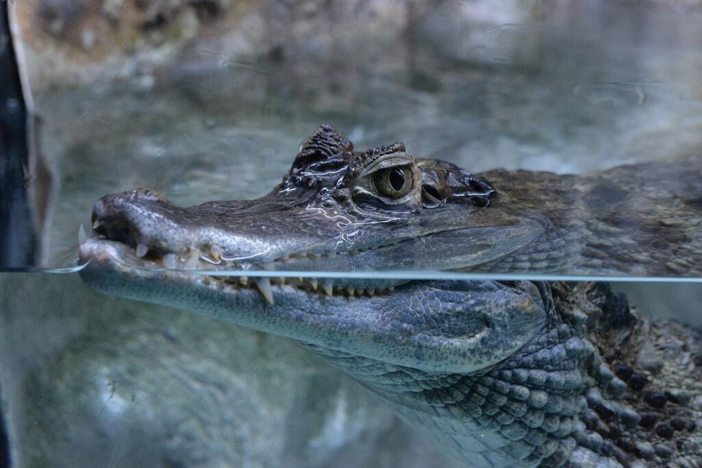speckled caiman