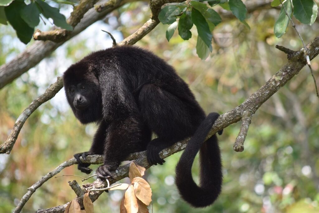 how do i buy a spider monkey