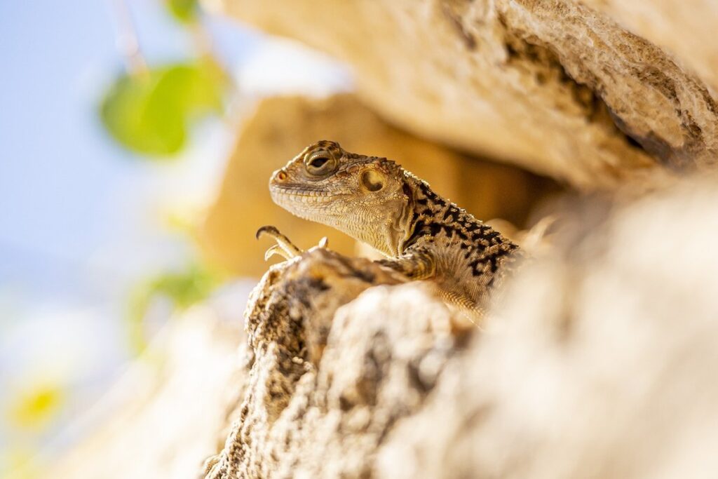 spiderman agama lizard