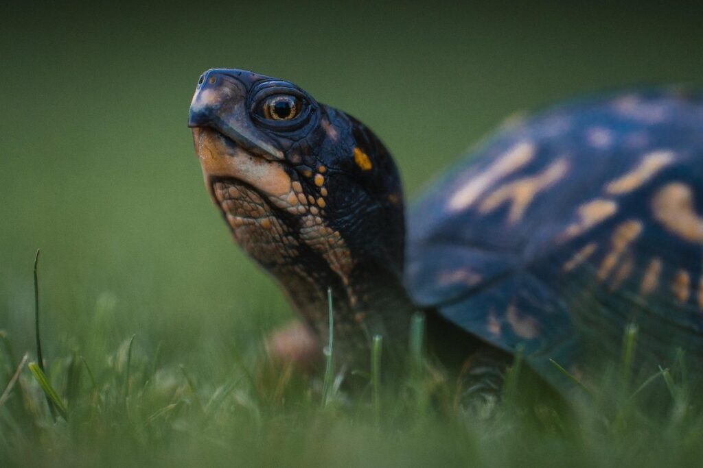 spotted box turtle