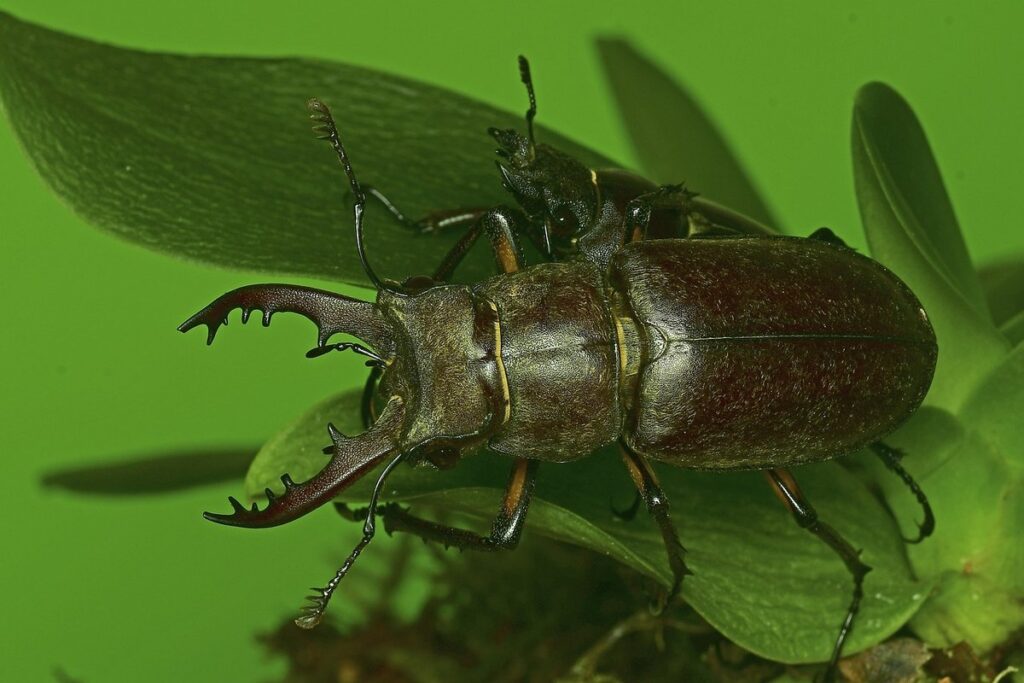 stag beetle as a pet