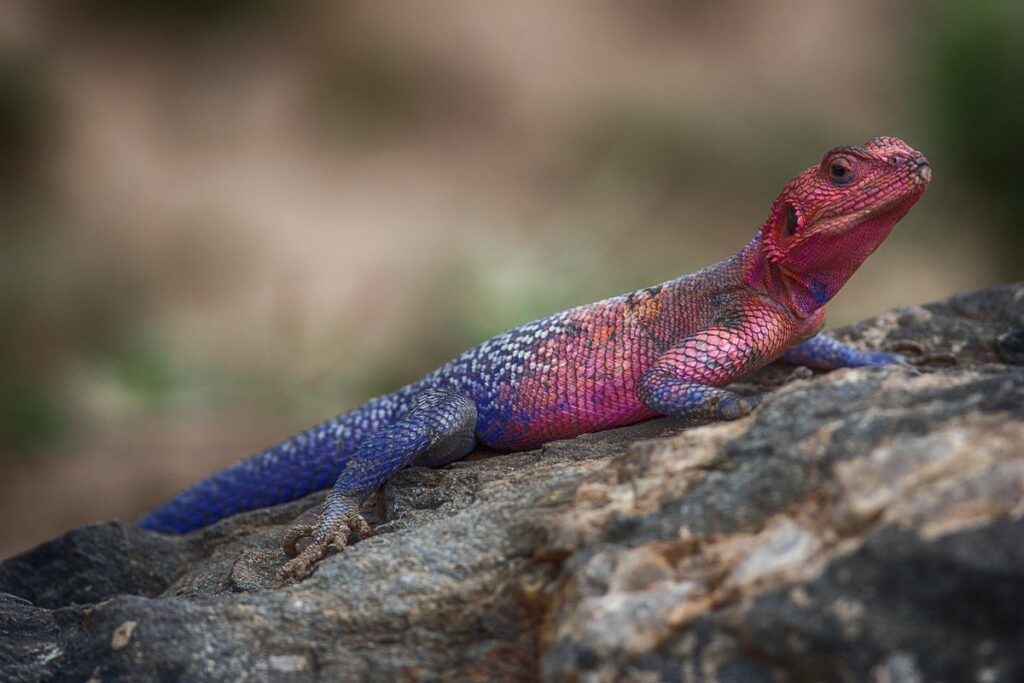 red headed agama size