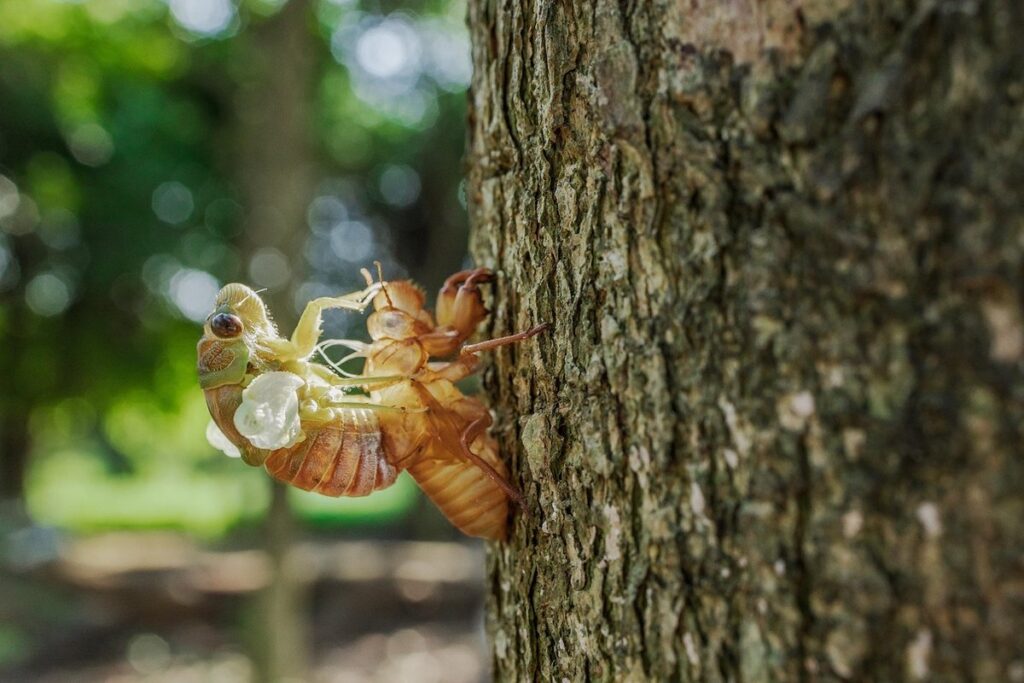 how do stick bugs reproduce