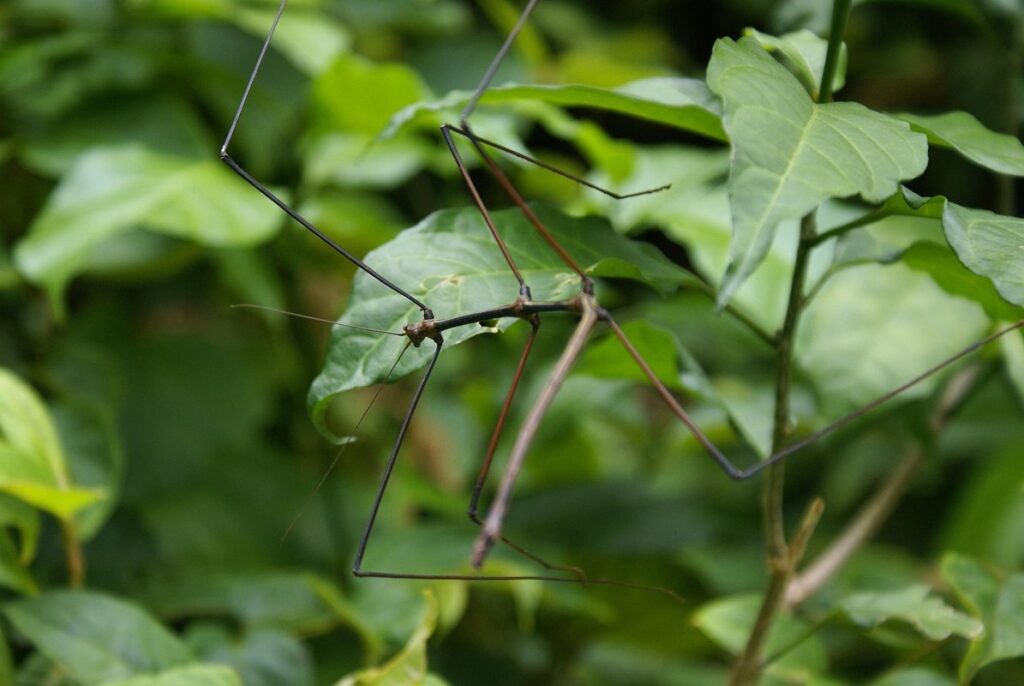 stick insects as exotic pets