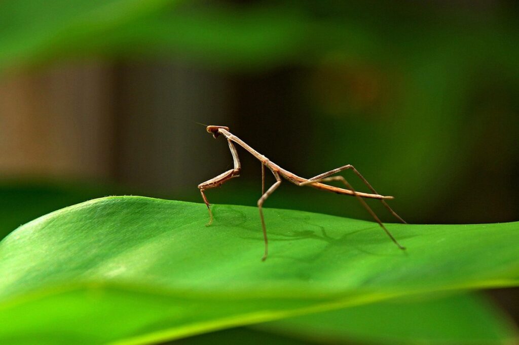 praying mantis that looks like a stick