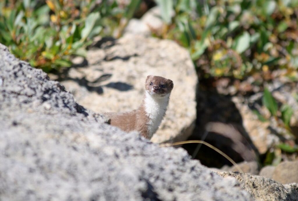 stoat animal for sale