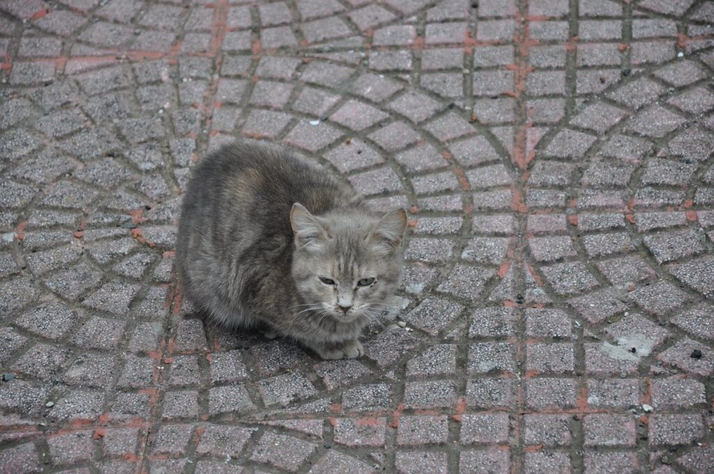 strange pets for sale