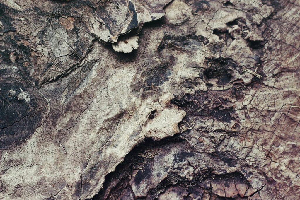 striped bark scorpion