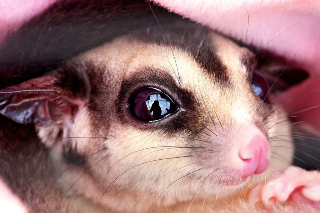 how big can a sugar glider get