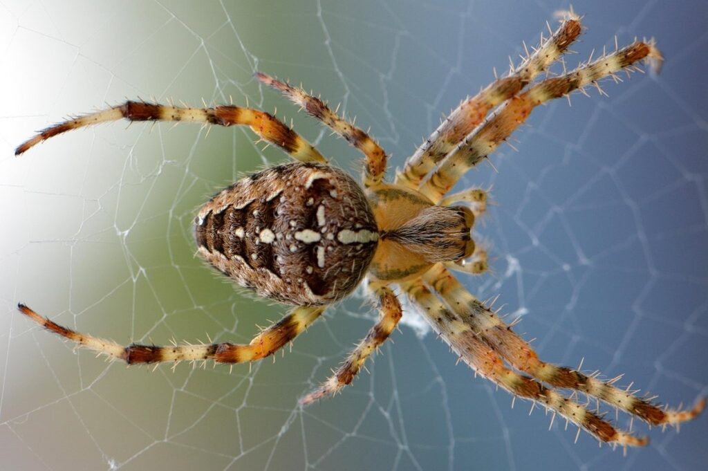 t blondi spider