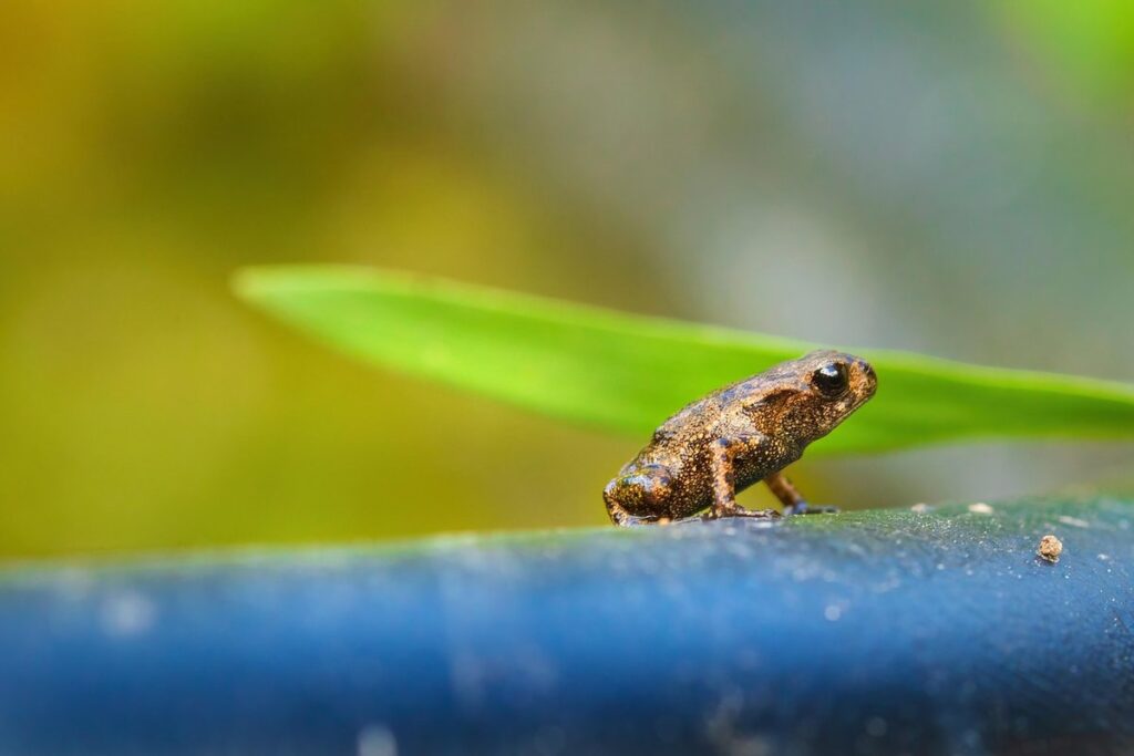 tadpoles characteristics