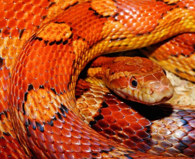 taiwan beauty rat snake care