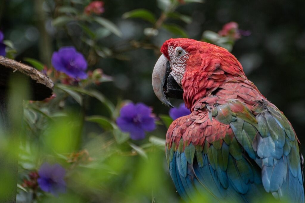talking cockatoo parrot