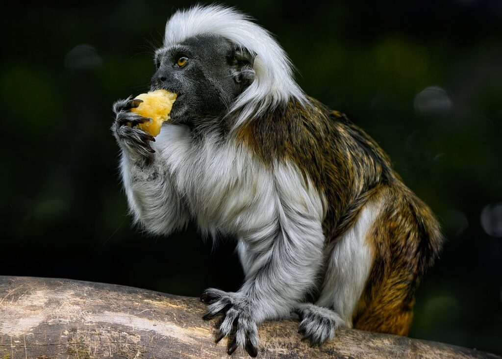 tamarins as pets